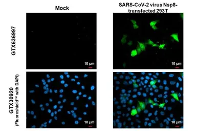 Anti-SARS-CoV-2 (COVID-19) nsp8 antibody [HL1523] used in Immunocytochemistry/ Immunofluorescence (ICC/IF). GTX636997